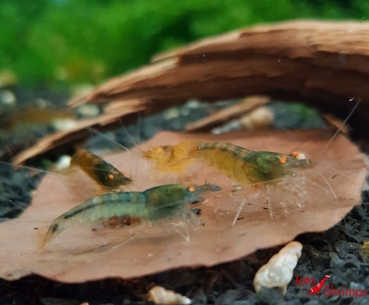 Preview: Amber Shrimps OE